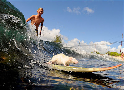 rat surfing