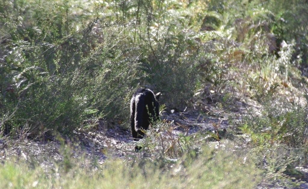 Australian Big Cats Photos by Bob McPherson cat photos