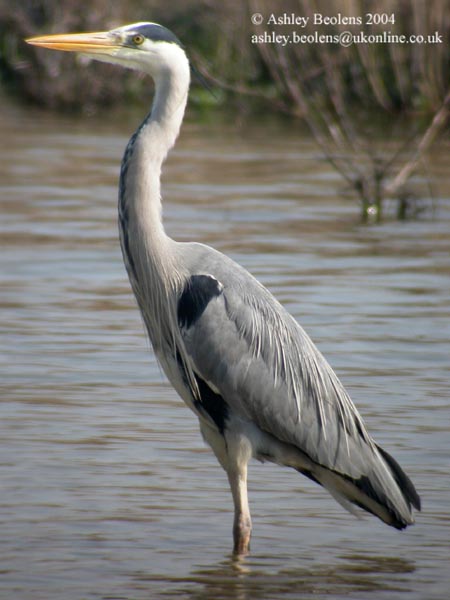Heron Like Bird Letters Heron Like Bird Letters
