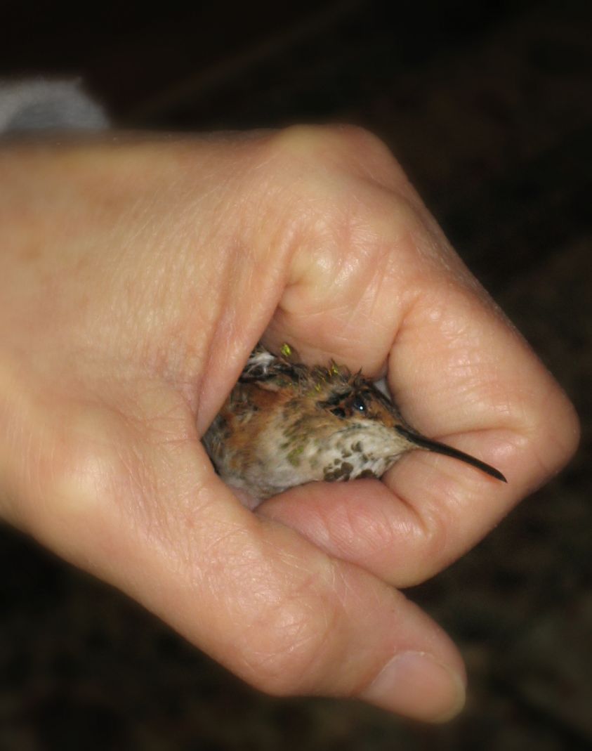 [A+bird+in+my+hand+2.jpg]