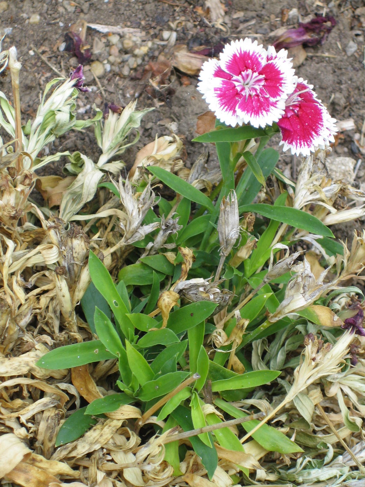 [macro+shots+045.jpg]