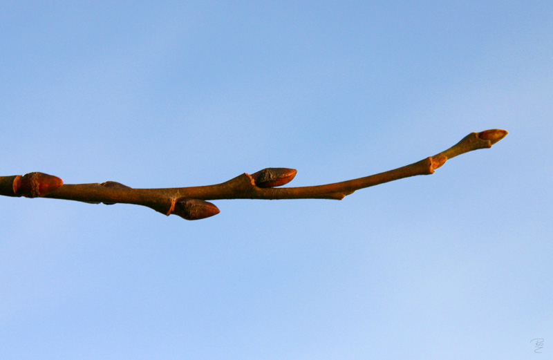 twig graphic