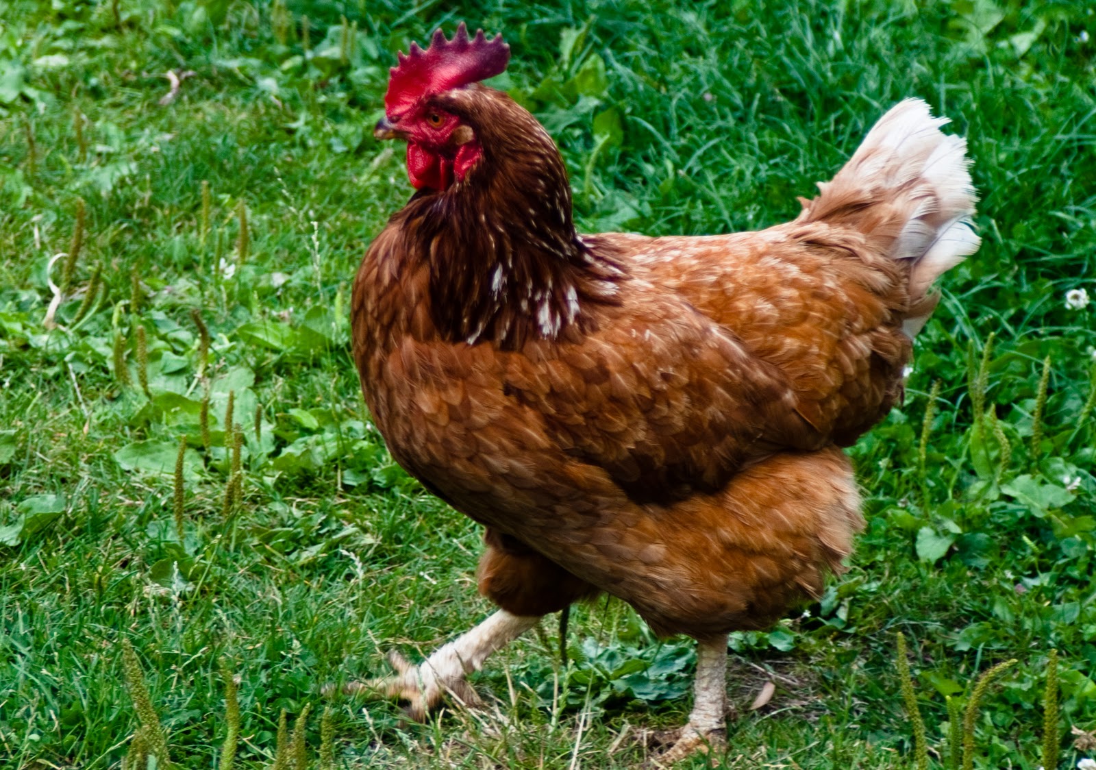 Photo Views, Life through the eye of a camera. Chickens Camera Critters.