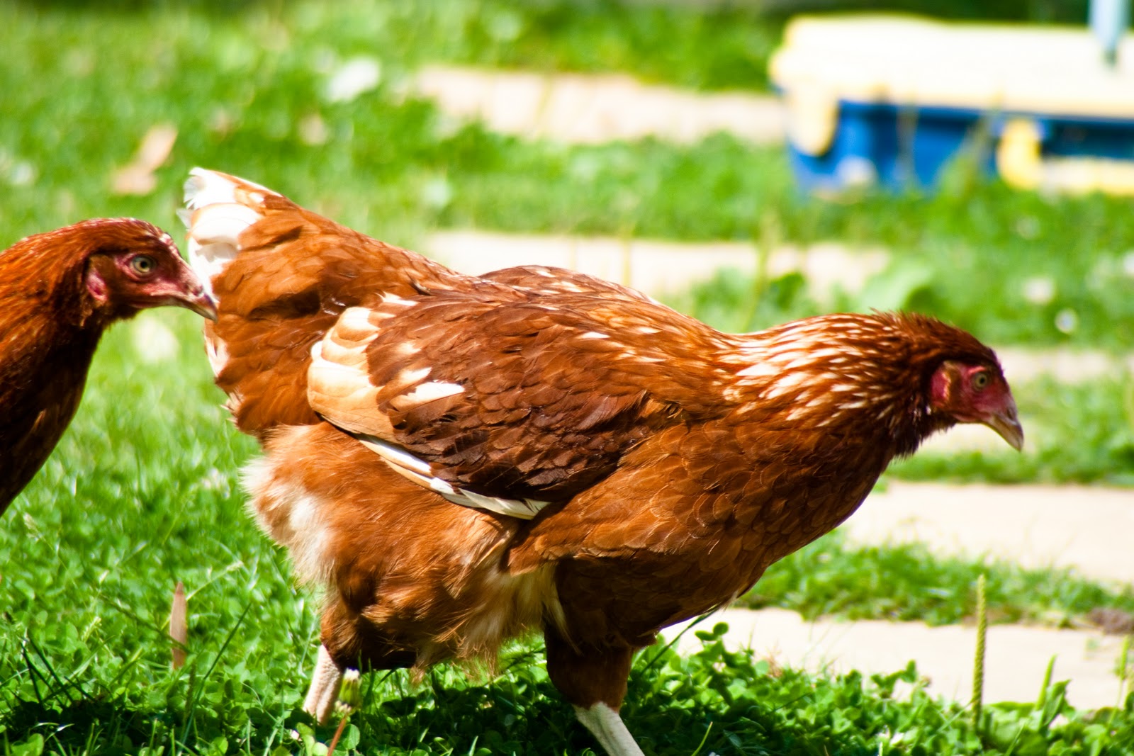 Photo Views, Life through the eye of a camera. Chickens Camera Critters.