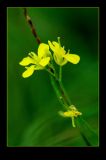 [img_8220-hoa-cai_2423.jpg]