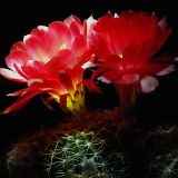 [cactus1b_4178.jpg]