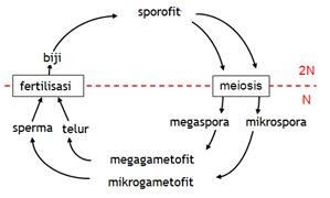 Siklus Hidup Gymnospermae