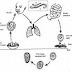 ASCARIS LUMBRICOIDES thumbnail