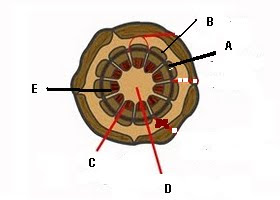 Biologi SMA: SOAL BIOLOGI KELAS XI