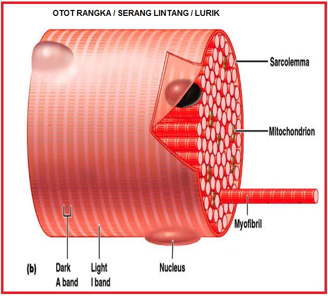 otot rangka