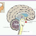 KELENJAR PITUITARY thumbnail
