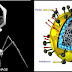 VIROLOGI thumbnail