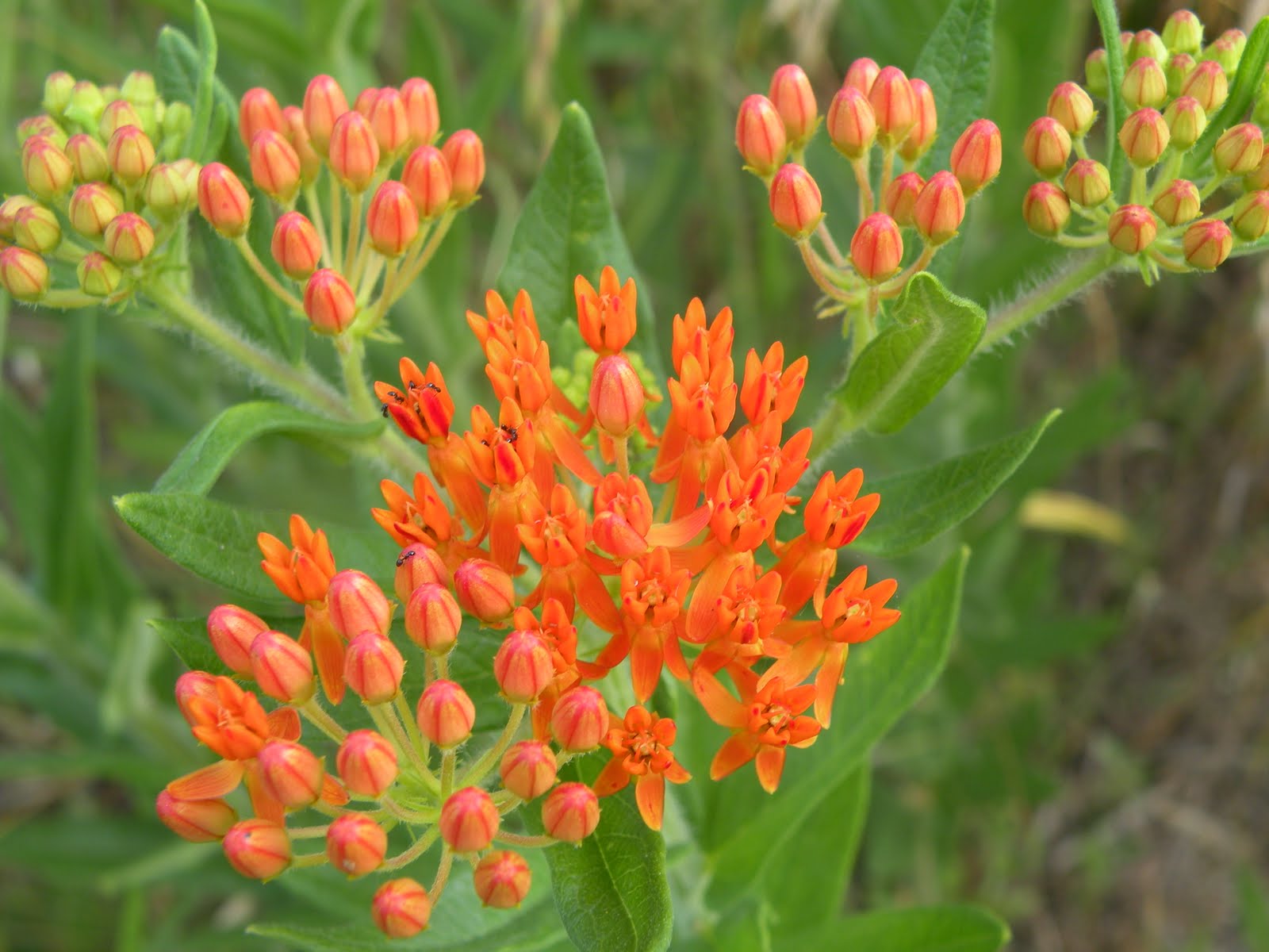 World Peace Wetland Prairie Purple milkweed blooming