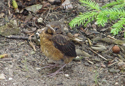 Benutzerübermitteltes Bild
