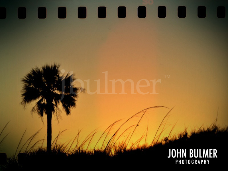 [palm_film_blog.jpg]