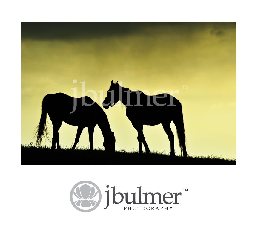 [two_horses_water.jpg]