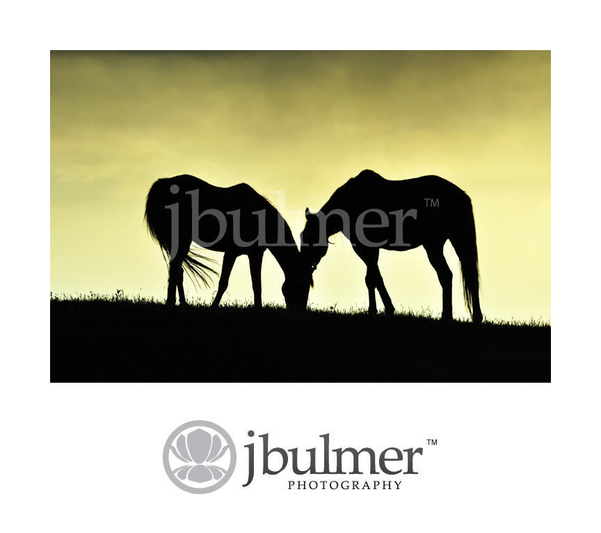 [two_horses_water_blog.jpg]