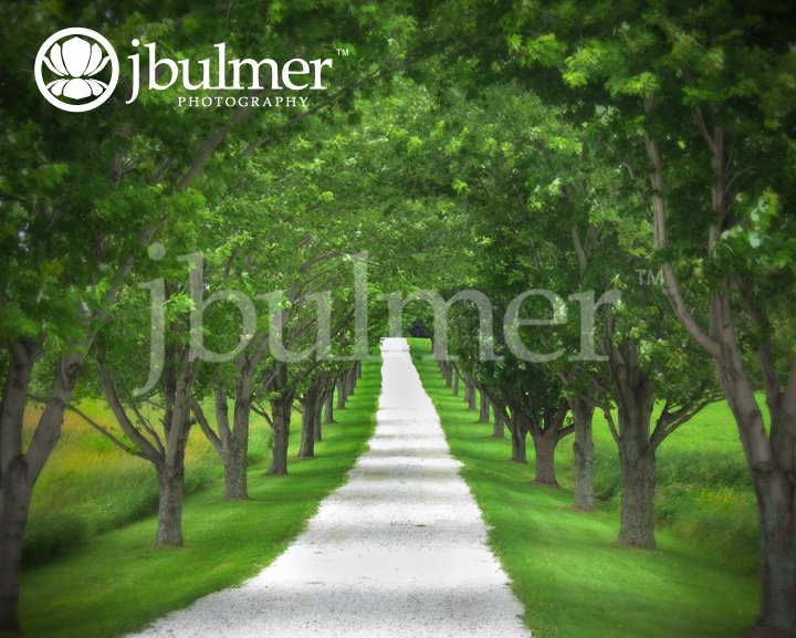 [burly_trees_final_blog.jpg]