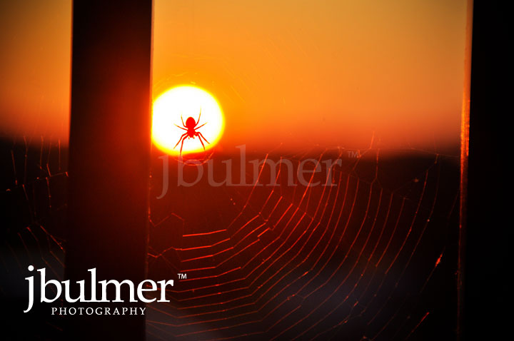 [spider_sun_final.jpg]