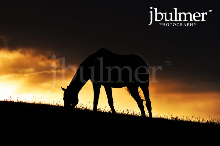 [horse_sunset-2009_blog2.jpg]
