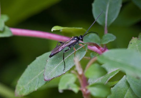 [IMG_8393+Ichneumonid.jpg]