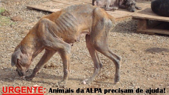 Vamos Ajudar os Cães da ALPA