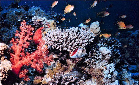 [coral_reef.jpg]