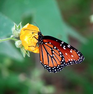 Danaus Gilippus