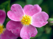 WILD ROSE