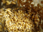 Sementes de trigo germinadas