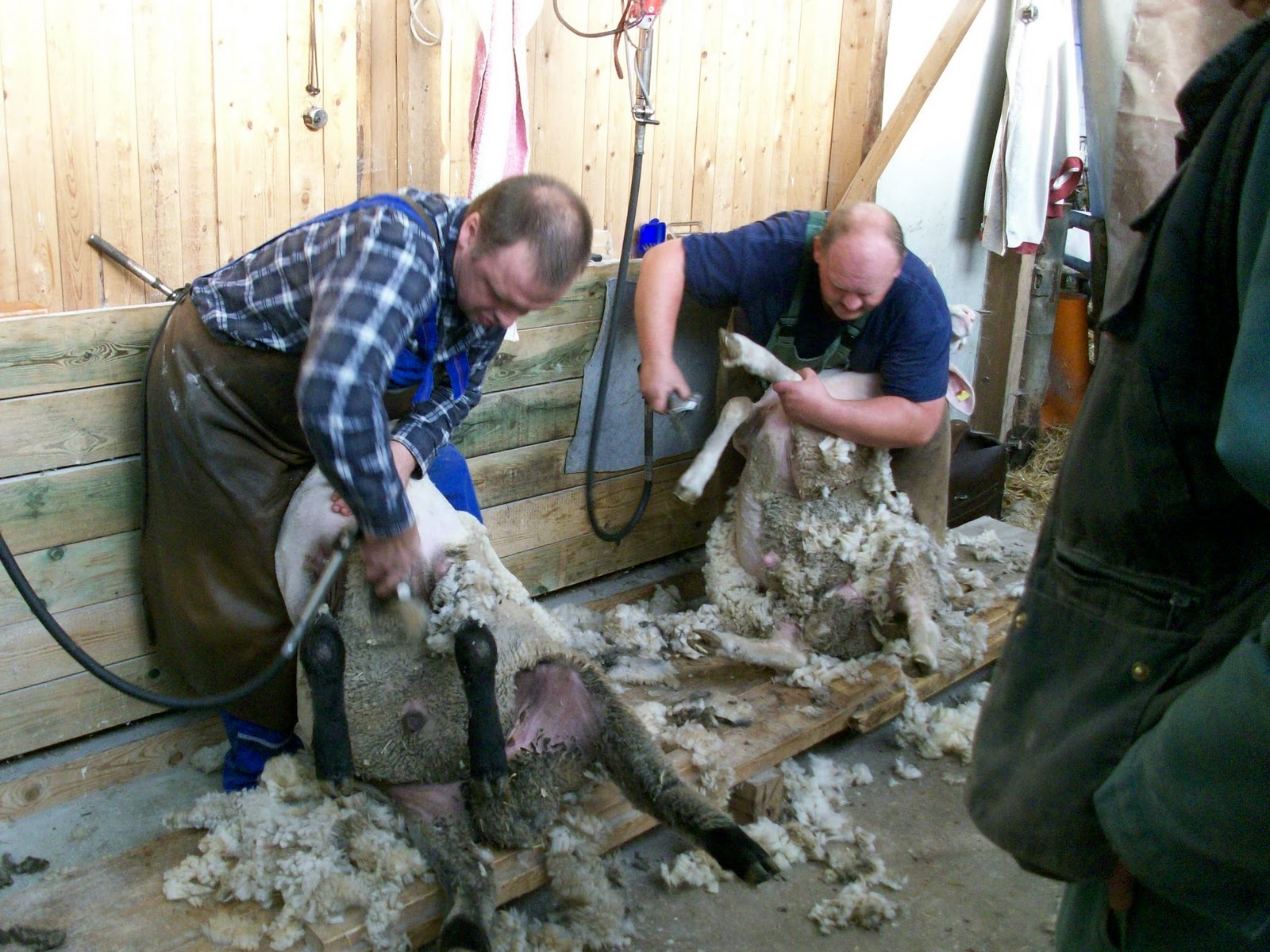 Schafe Scheren Lustig