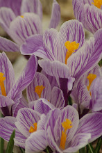 Crocus