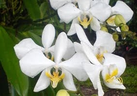 Kumpulan Budidaya: Budidaya Anggrek