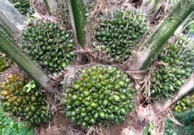 Budidaya Kelapa Sawit Kelapa Sawit