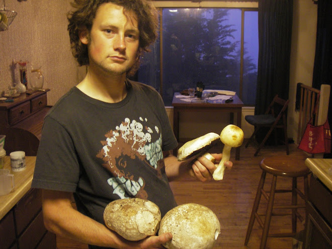 summer shrooms