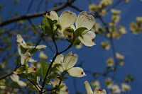 Dogwood+blossom+meaning