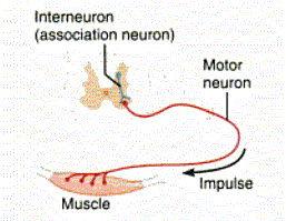 [neuron+Anatomy+p397+just+muscle.gif]