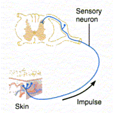[neuron+Anatomy+p397+just+skin.gif]