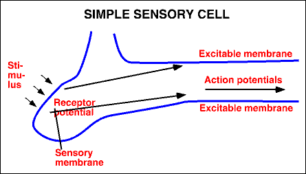 [Simple+sensory+cell+neuro.uu.se+SimpleSCell.gif]