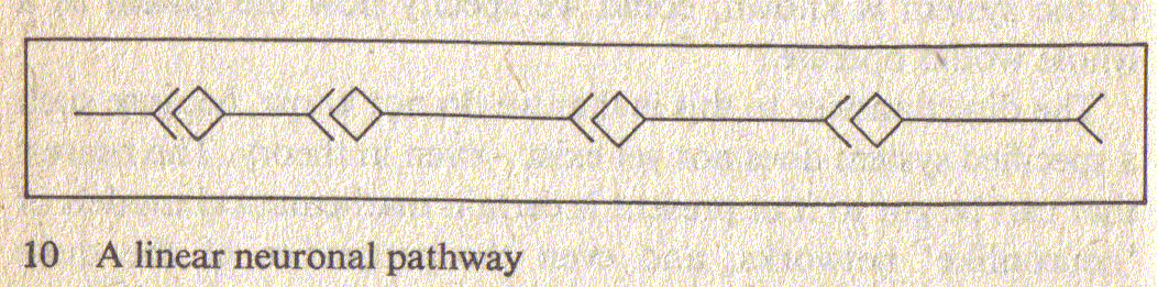 [conscious+brain+linear+neural+path.gif]