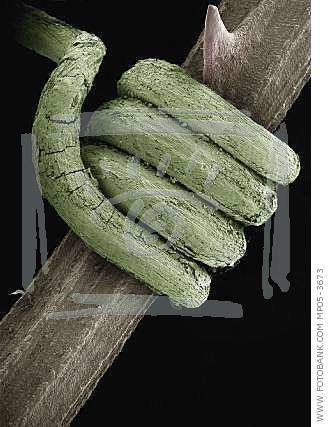 [bindweed+bound+around+brambles+fotobank.ru+MP05-3673.jpg]