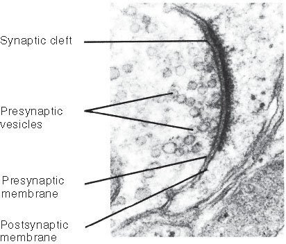 [synapse+micrograph+cleft+txtwriter.com+synapticcleft.jpg]