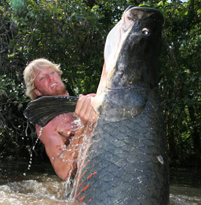 Ikan Arapaima ini ditangkap di Sungai Amazon di Brazil,