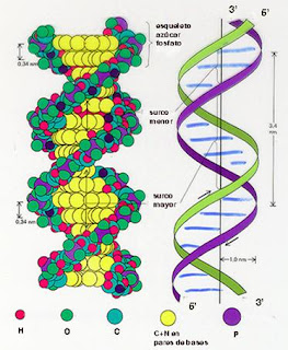 cadena de adn definicion estructura adn cadena de adn definicion estructura adn