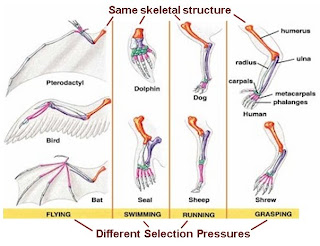 What is structure and function picture