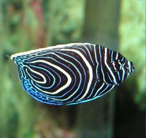 [fish-aquarium-angelfish-129682-l.jpg]