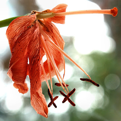 Photo Mariann Lennert