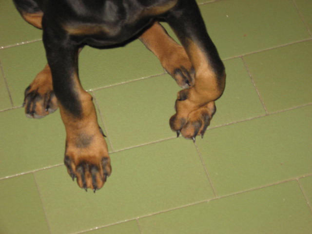 Addestramento Ed Educazione Dei Cuccioli E Del Cane Adulto Questa