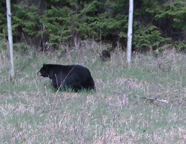 [bear+2.jpg]