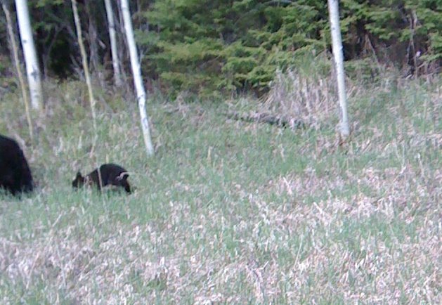 [Tom+Singer's+Bear.jpg]